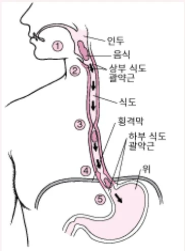 식도에서 위까지