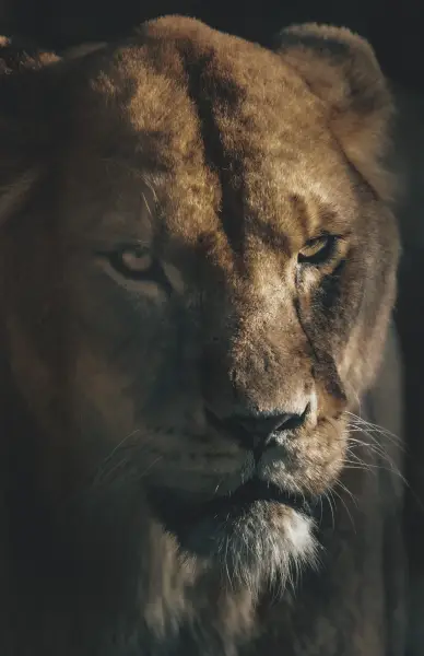 간헐적 폭발성 장애의 사자