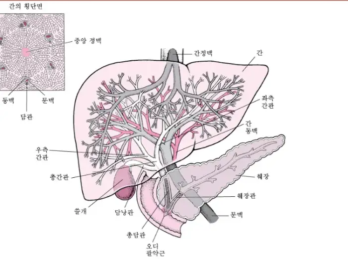 간과 복수 설명를 위한 간 이미지