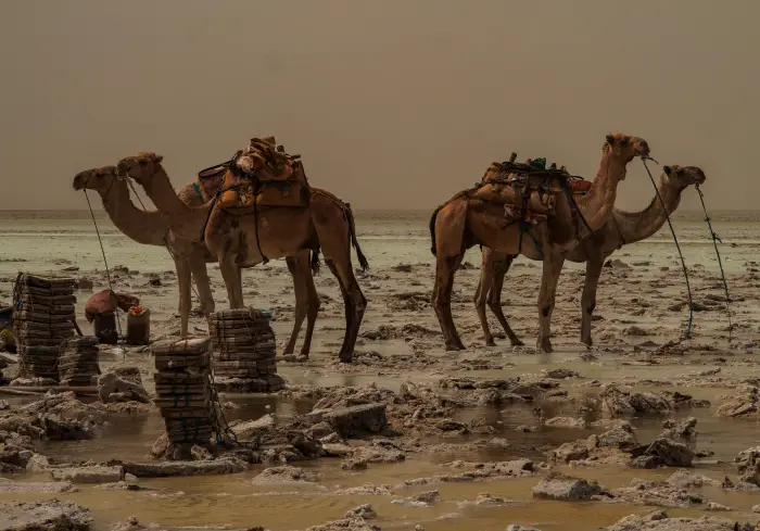 먹을 것과 판매할 것을 짊어진 낙타