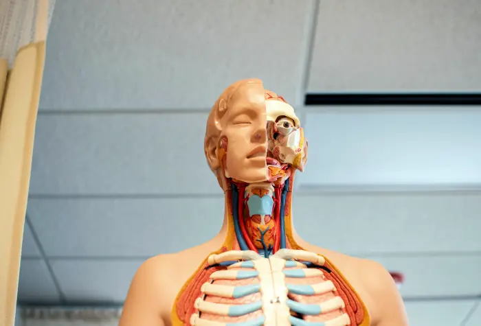 푸른색이 갑상선암부분입니다